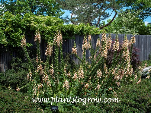 Dalmation Peach Foxglove